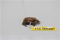 藏品(牧氏毛粒蟹)的圖片